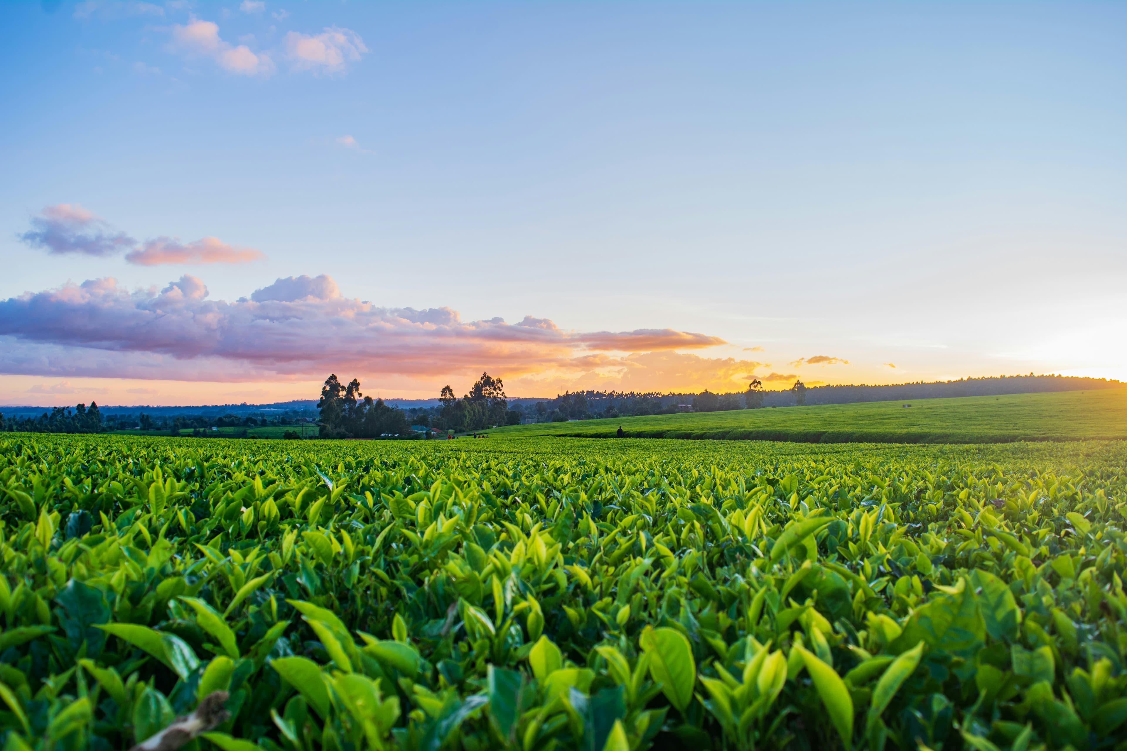 Agriculture and smart sites